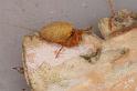 Uloborus_ZZ625_D7990_Z_89_North Stradbroke island_Australie
